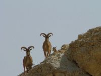 Israel Phototour Cup