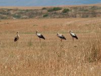 Israel Phototour Cup
