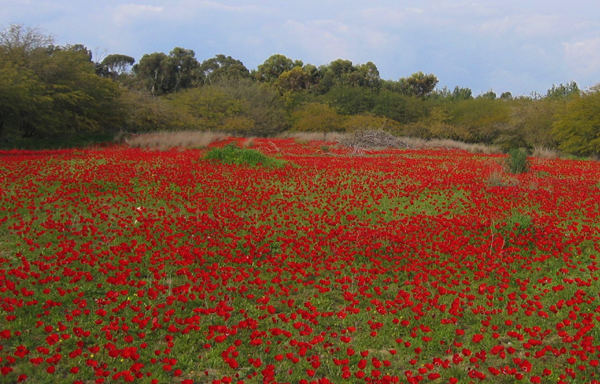 Israel Travel Guide