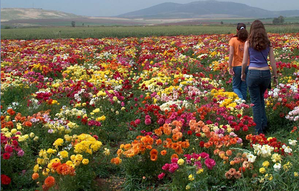 Israel Travel Guide